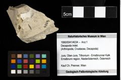 Foto (Objekt + Etiketten) von Decapoda indet. 